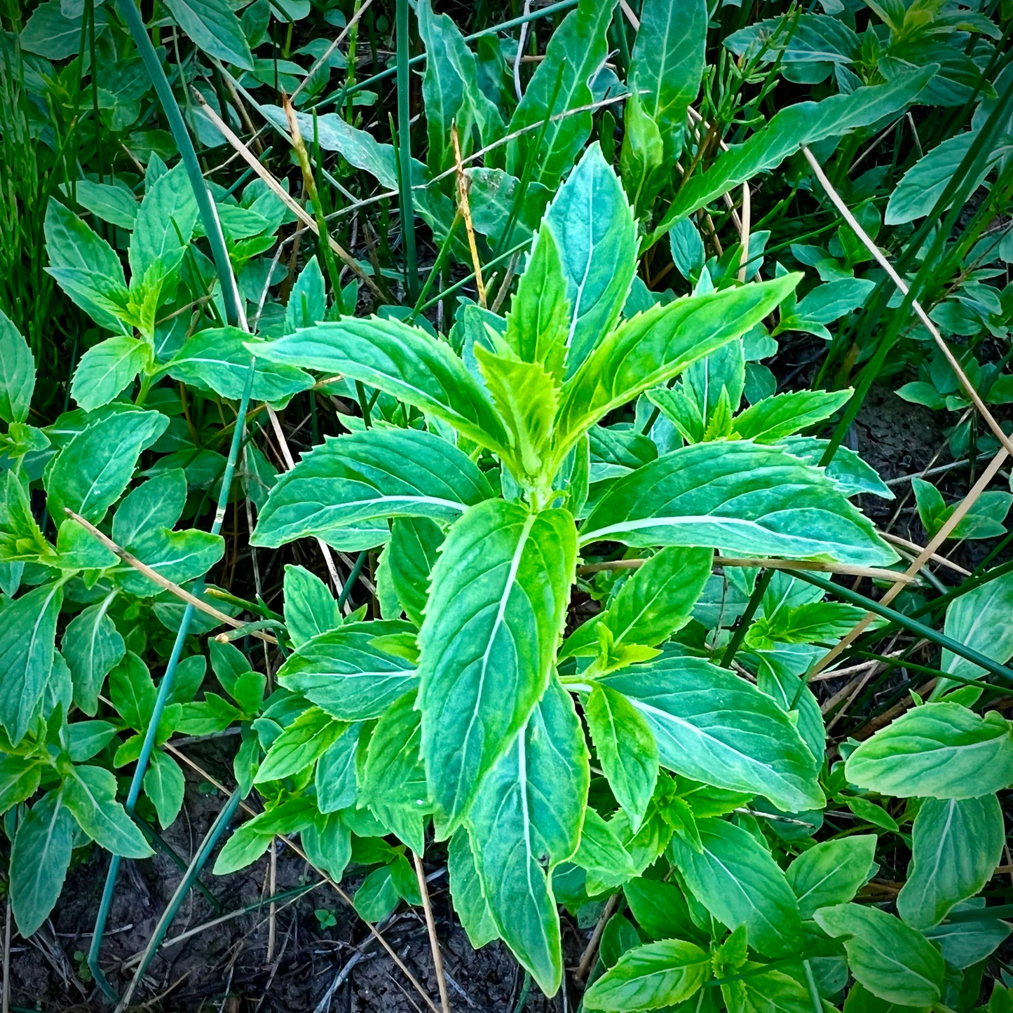 The Mighty Mint: Nature’s Refreshing Healer